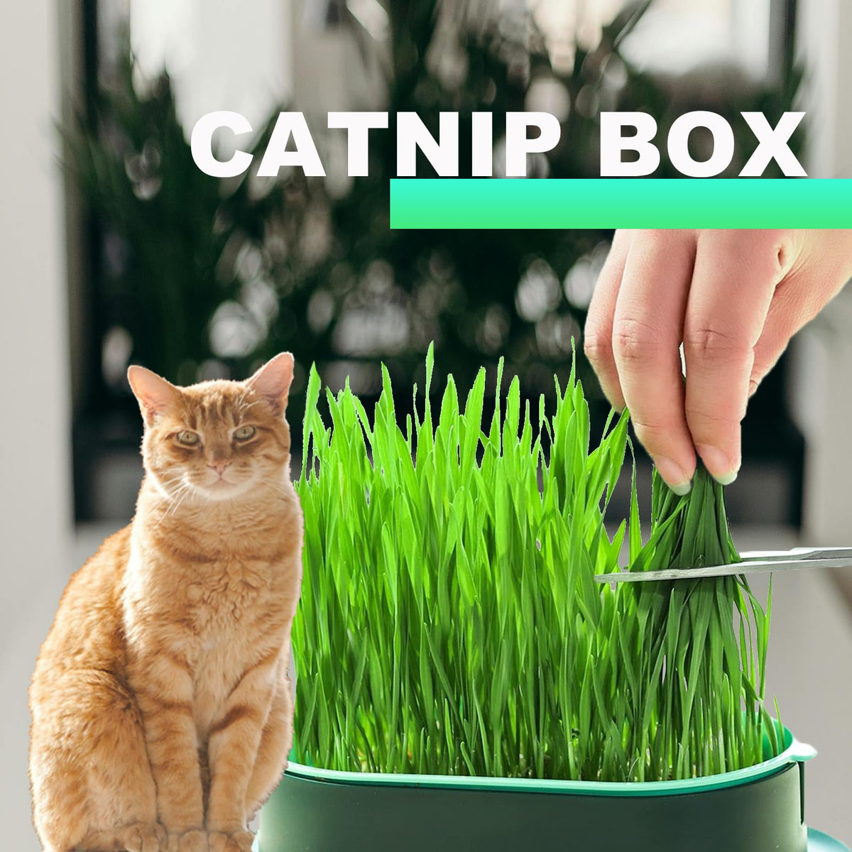 3Pcs Plastic Cat Grass Planter Hydroponic Growing Kit D6381